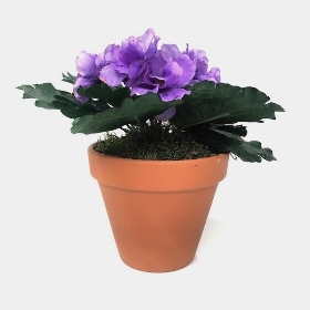 Purple African Violet 18cm