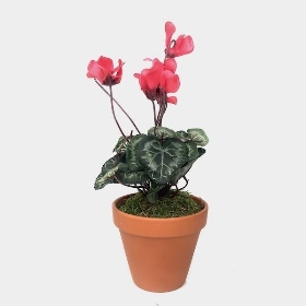 Red Cyclamen Plant In Terracotta Pot 30cm