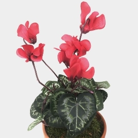 Red Cyclamen Plant In Terracotta Pot 30cm