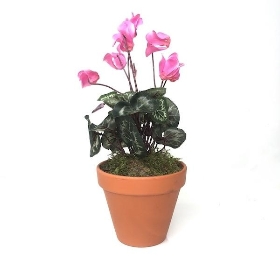 Pink Cyclamen Plant In Terracotta Pot 30cm