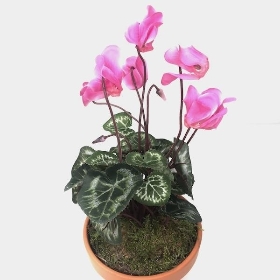 Pink Cyclamen Plant In Terracotta Pot 30cm