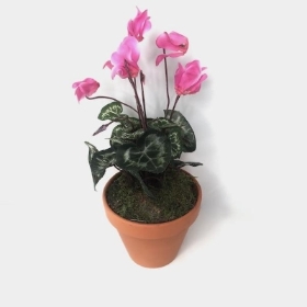 Pink Cyclamen Plant In Terracotta Pot 30cm
