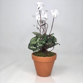 White Cyclamen Plant In Terracotta Pot 30cm