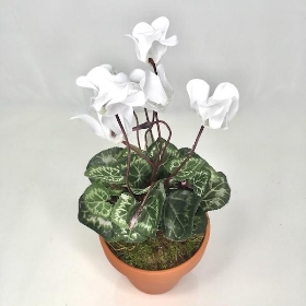 White Cyclamen Plant In Terracotta Pot 30cm