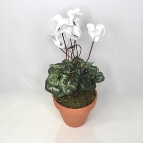 White Cyclamen Plant In Terracotta Pot 30cm