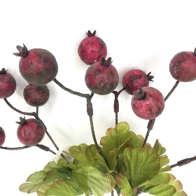 Burgundy Hawthorn Berry Bush 35cm