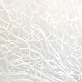 White Coral Tree 44cm