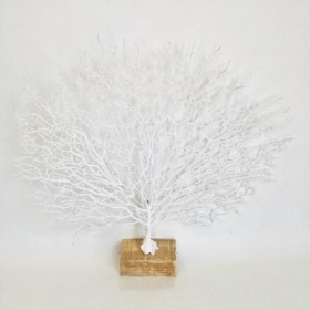 White Coral Tree 44cm
