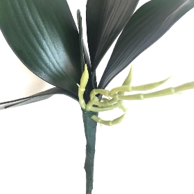 Orchid Roots 23cm