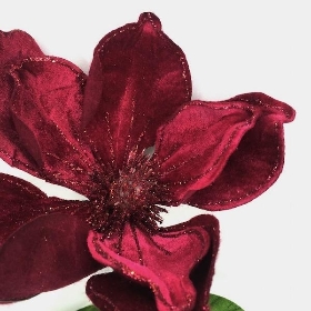 Red Velvet Magnolia 60cm