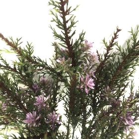 Lilac Heather Bush 36cm