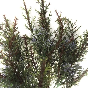 Blue Heather Bush 36cm