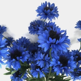 Blue Cornflower Bush 44cm