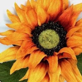 Orange Autumn Sunflower 52cm