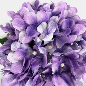 Lavender Hydrangea 53cm