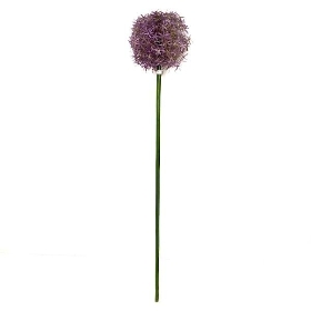 Lavender Allium 76cm