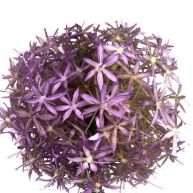 Lavender Allium 76cm