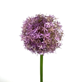 Lavender Allium 76cm