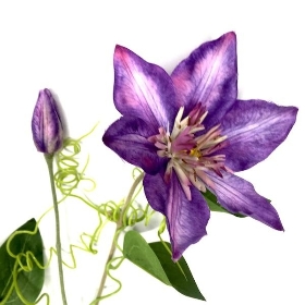 Purple Clematis 75cm