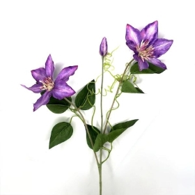 Purple Clematis 75cm