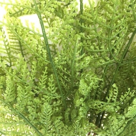 Green Hunters Fern 48cm