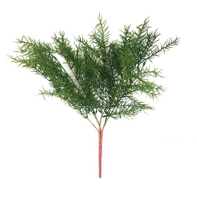 Green Asparagus Fern 42cm