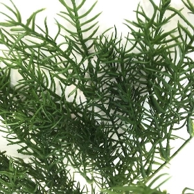 Green Asparagus Fern 42cm