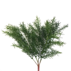 Green Asparagus Fern 42cm