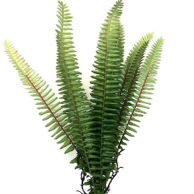 Green Forest Fern 30cm