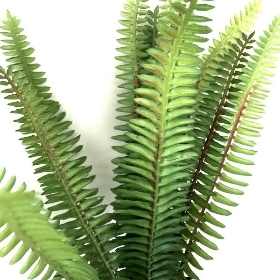 Green Forest Fern 30cm