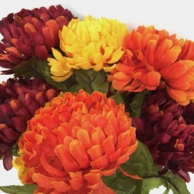 Mixed Autumn Chrysanthemum Bush 45cm