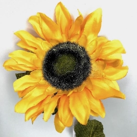 Sunflower 50cm