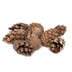 Mini Pinecones In Bag 350g