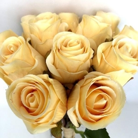 Yellow Rosebud Bundle 30cm