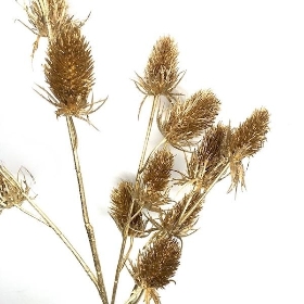 Gold Thistle Spray 66cm