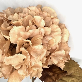 Cream Dry Hydrangea 80cm