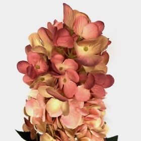 Pink Panicled Hydrangea 75cm