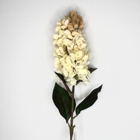 Cream Panicled Hydrangea 75cm