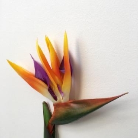 Strelitzia 80cm