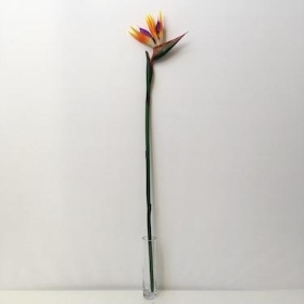 Strelitzia 80cm