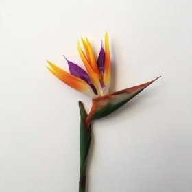 Strelitzia 80cm