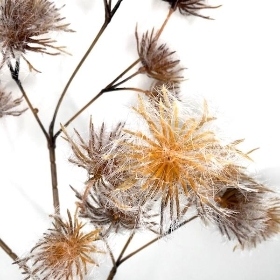 Frosted Allium Seedhead 100cm