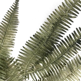 Green Fern Spray 102cm