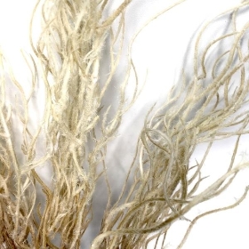 Ivory Feather Grass 62cm