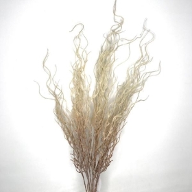 Ivory Feather Grass 62cm