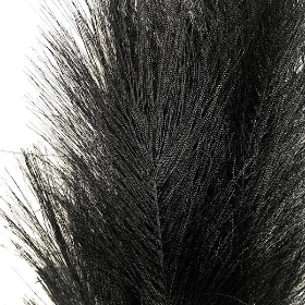 Black Pampas 110cm