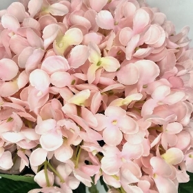 Pink Giant Hydrangea 73cm