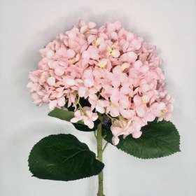 Pink Giant Hydrangea 73cm