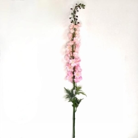 Pink Giant Delphinium 137cm