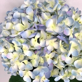 Pale Blue Giant Hydrangea 73cm